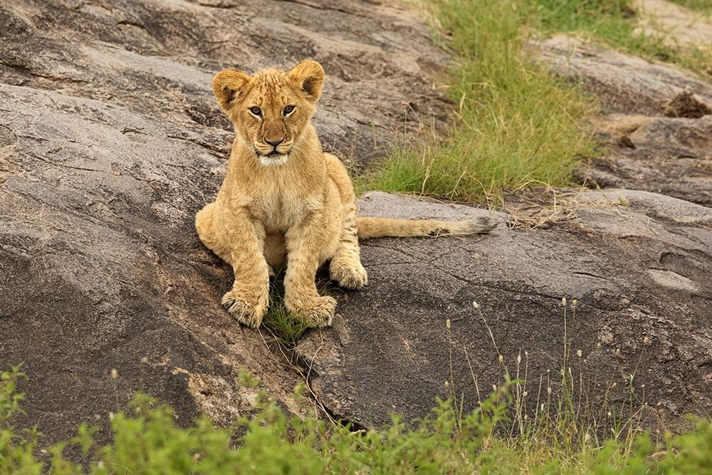 Lion Cub-Panthera leo-Serengeti National Park-Tanzania-Africa art print by Adam Jones for $57.95 CAD